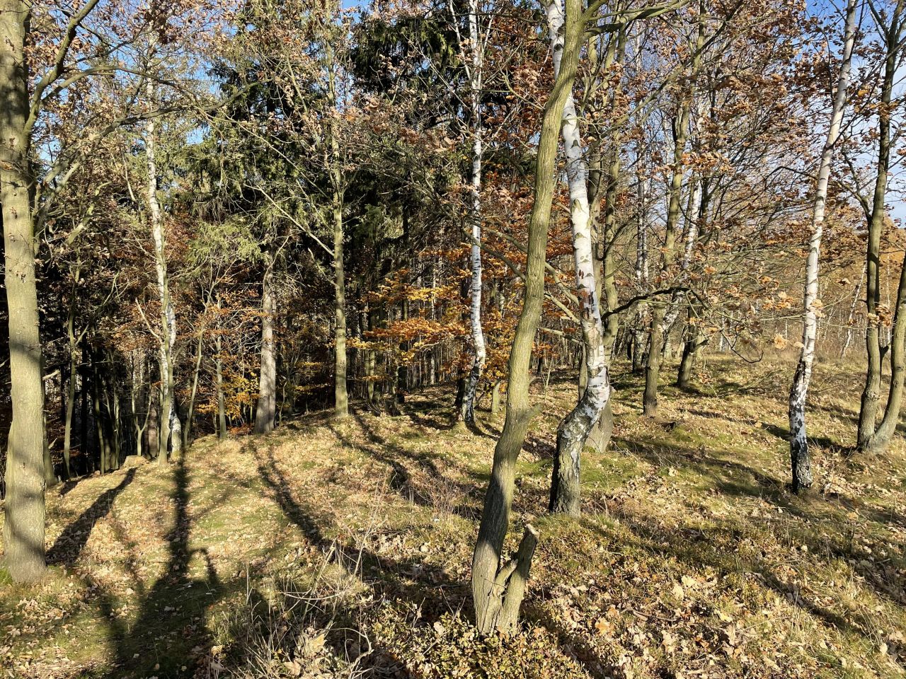 Działka siedliskowa Ptaszków. Zdjęcie 5