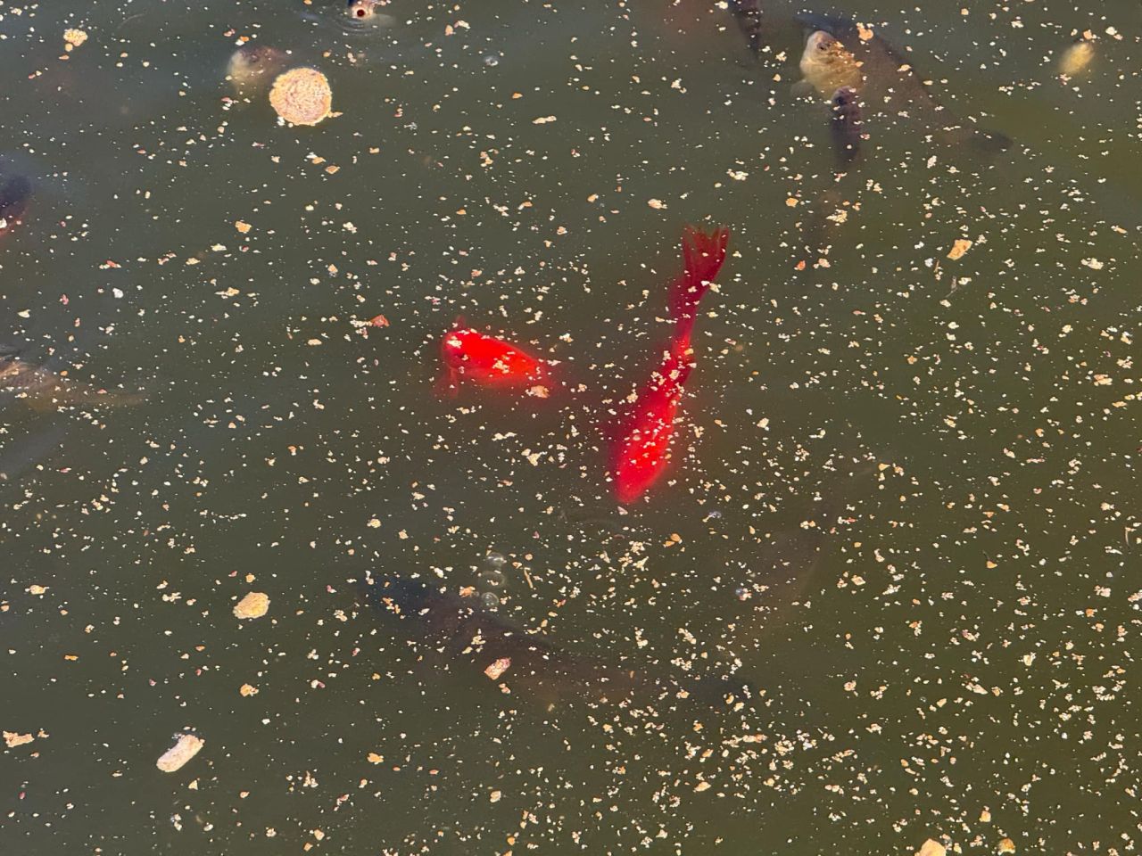 Działka rolno-budowlana Gaśno. Zdjęcie 3