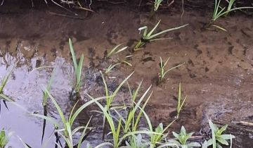 Działka rolno-budowlana Ulasek