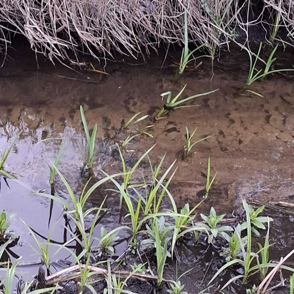 Działka rolno-budowlana Ulasek. Zdjęcie 2