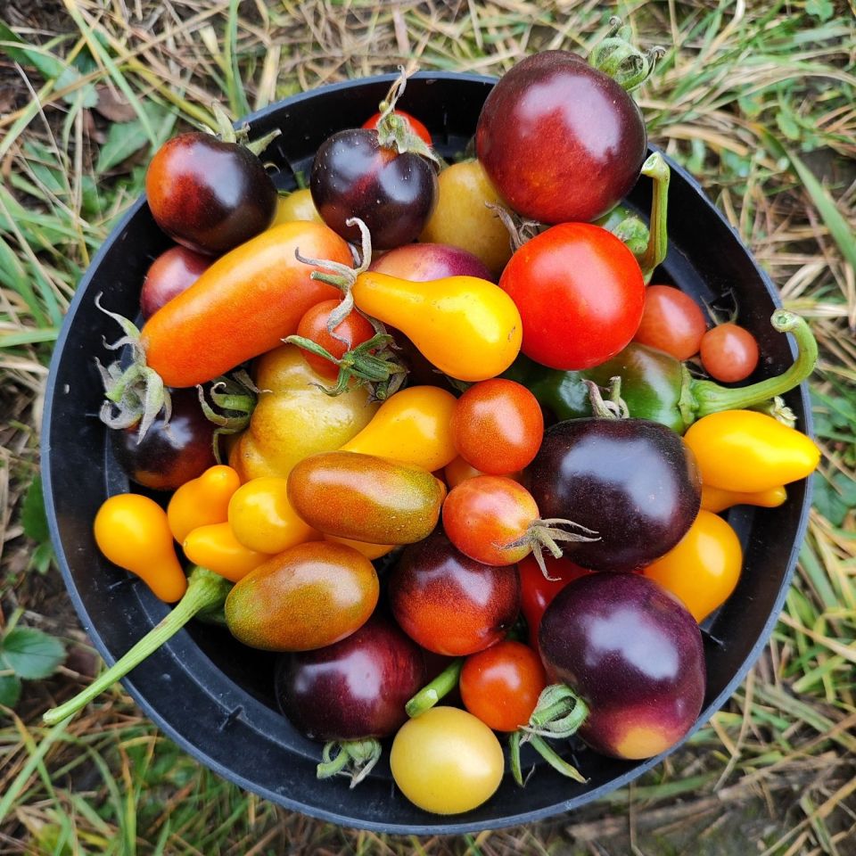 Działka rod Sosnowiec Pogoń. Zdjęcie 3