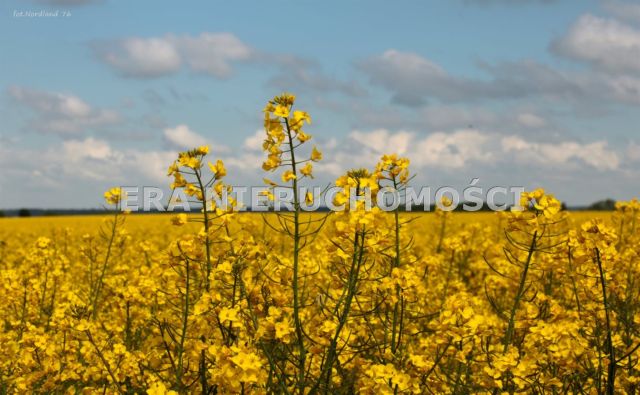 Działka budowlana Henrykowo, ul. Szafirowa. Zdjęcie 1