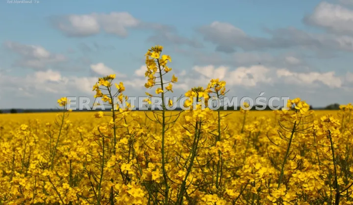 Działka rolna Henrykowo, ul. Szafirowa