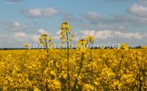 Działka rolna Henrykowo, ul. Szafirowa
