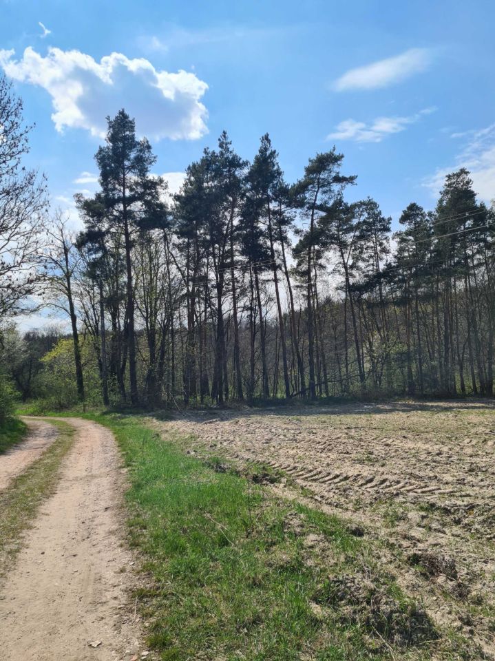 Działka rolna Przyłęczek. Zdjęcie 5