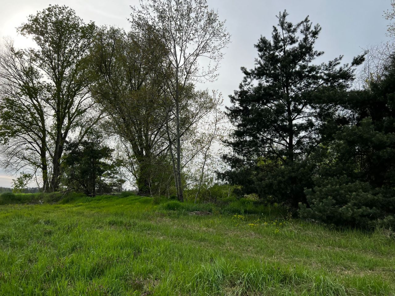 Działka rolna Kolsko, Kolsko. Zdjęcie 14