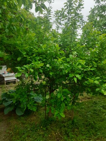 Działka rod Koszalin Jamno. Zdjęcie 1