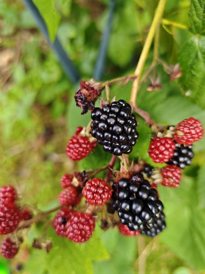 Działka rod Kraków Golikówka. Zdjęcie 7