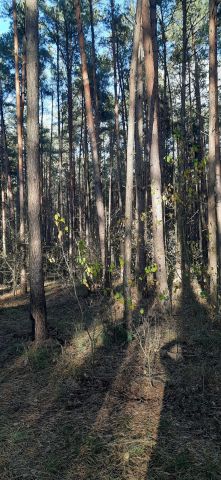 Działka leśna Kaczynek. Zdjęcie 1