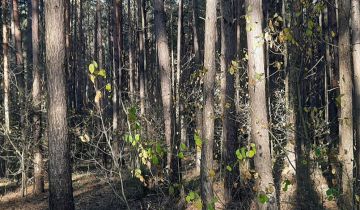 Działka leśna Kaczynek