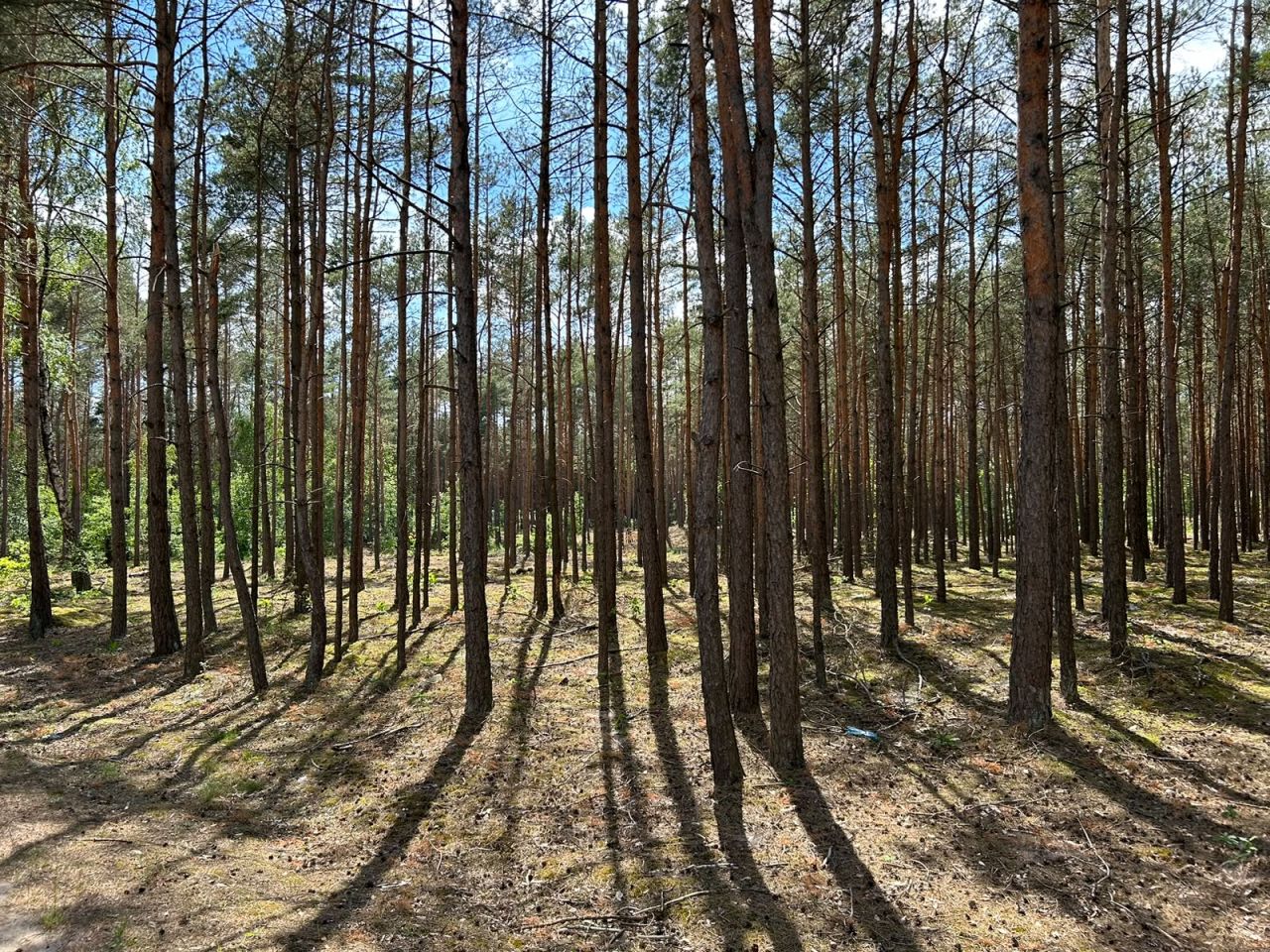 Działka budowlana Grzybowo. Zdjęcie 15