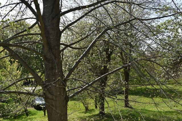 dom wolnostojący, 5 pokoi Ścienne. Zdjęcie 39