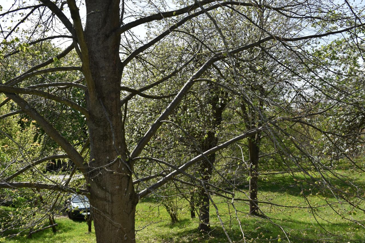 dom wolnostojący, 5 pokoi Ścienne. Zdjęcie 39