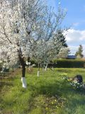 Działka rod Rzeszów Zalesie, al. Wyzwolenia. Zdjęcie 1