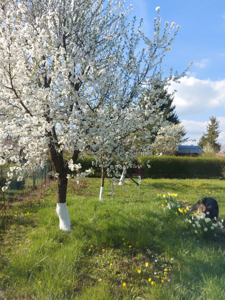 Działka rod Rzeszów Zalesie, al. Wyzwolenia. Zdjęcie 2