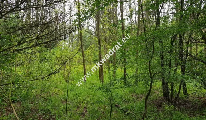 Działka rolna Korabiewice