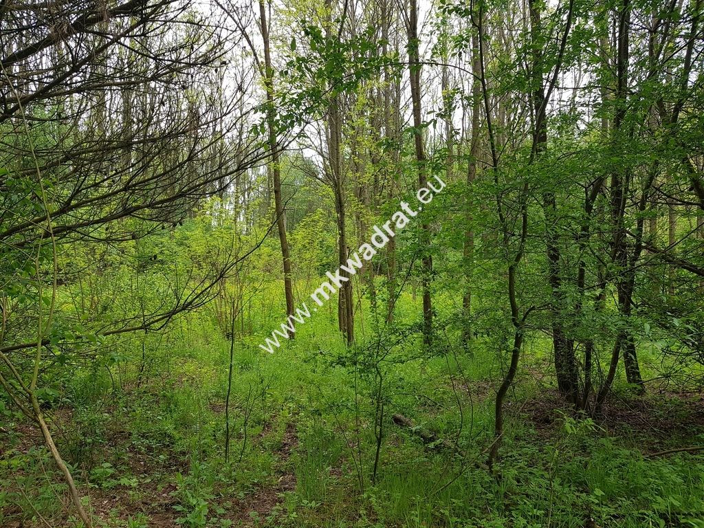 Działka rolna Korabiewice. Zdjęcie 1