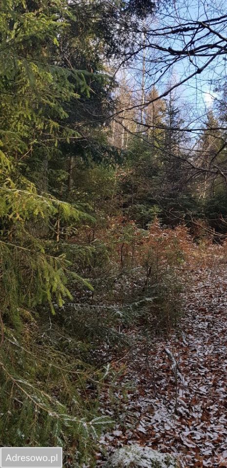 Działka leśna Milówka. Zdjęcie 3