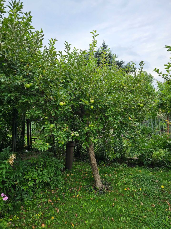 Działka rod Michałów-Reginów, ul. Warszawska. Zdjęcie 2