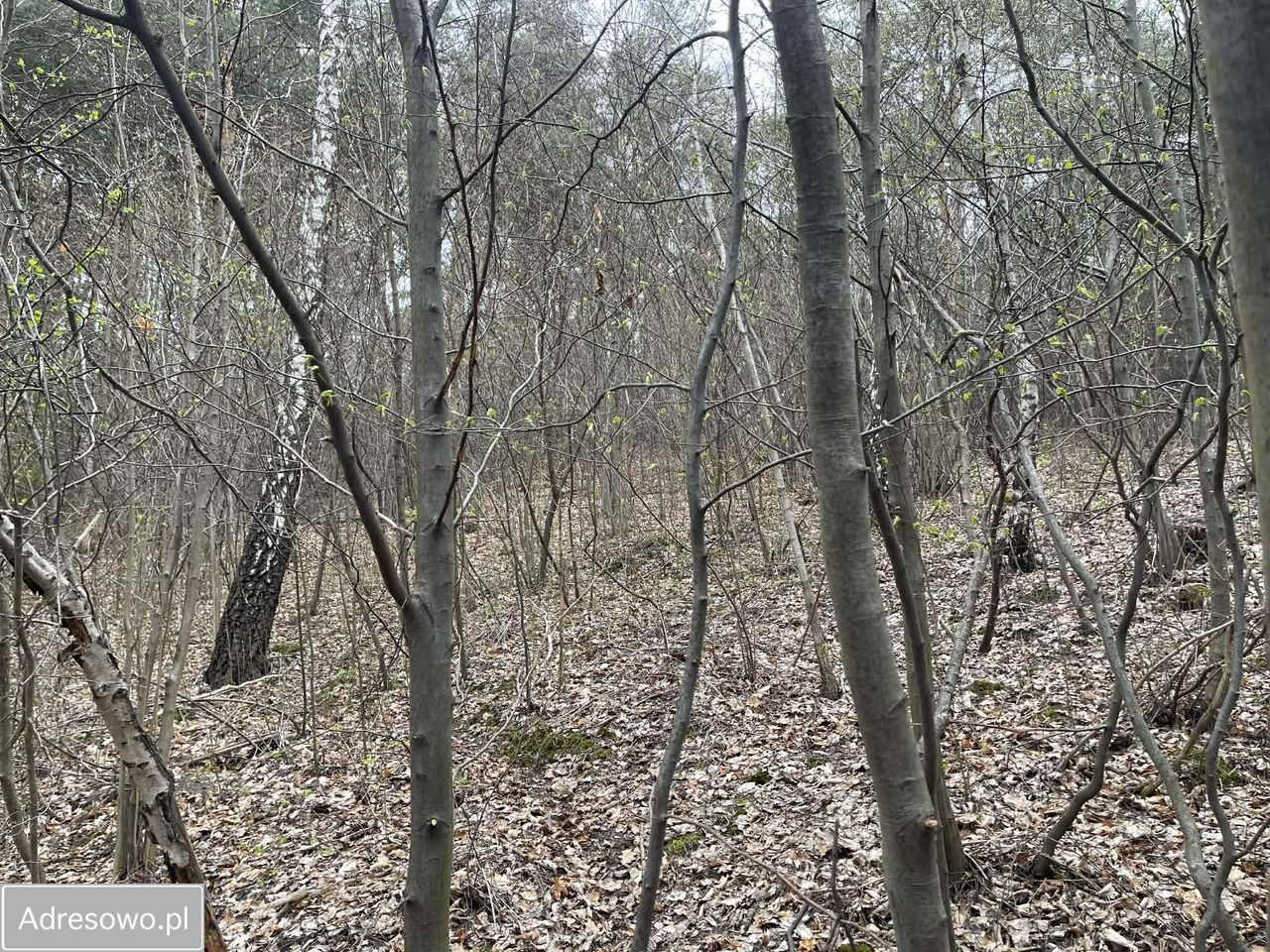 Działka rolna Gorzków Stary. Zdjęcie 6