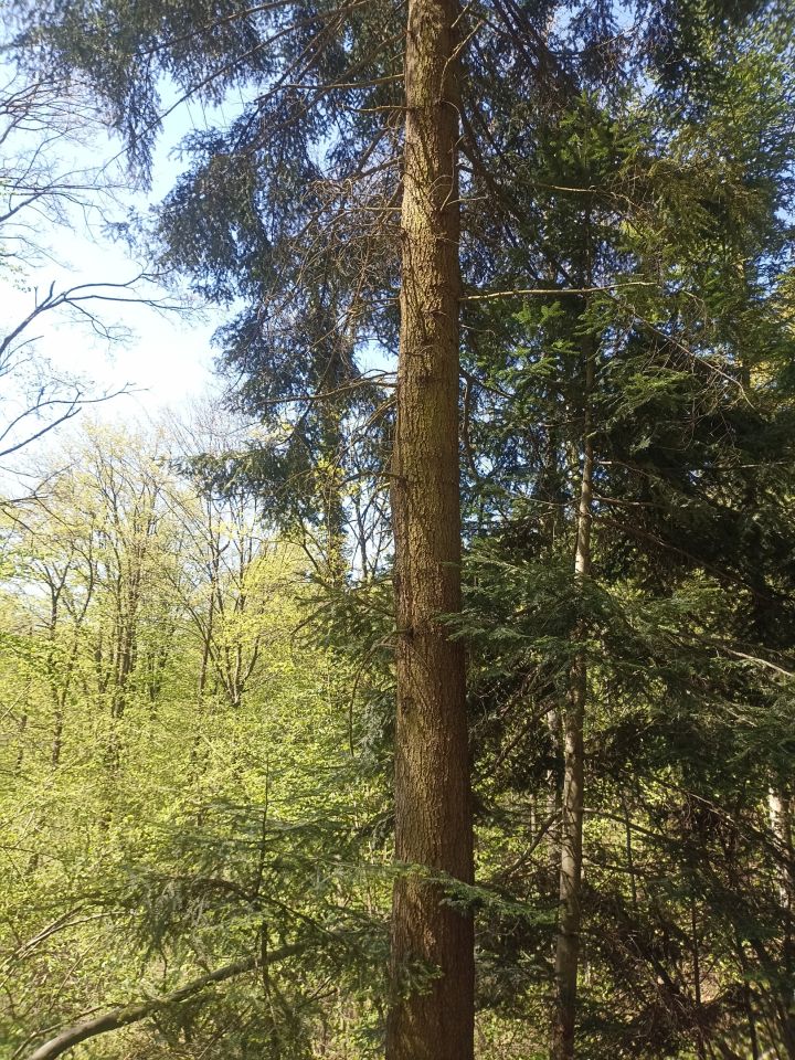 Działka leśna Karwodrza. Zdjęcie 3