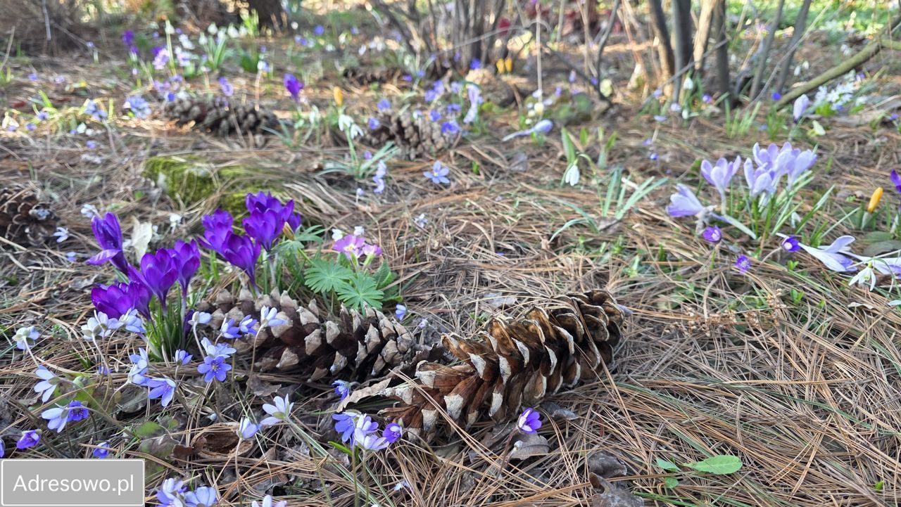 Działka rod Bielsko-Biała Kamienica. Zdjęcie 19