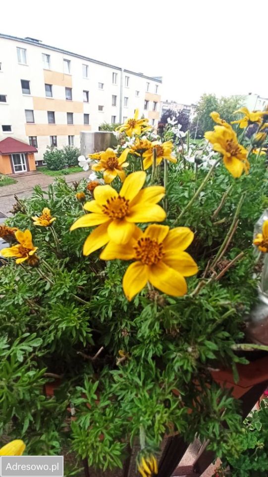 Mieszkanie 2-pokojowe Głowno, ul. Mikołaja Kopernika. Zdjęcie 13