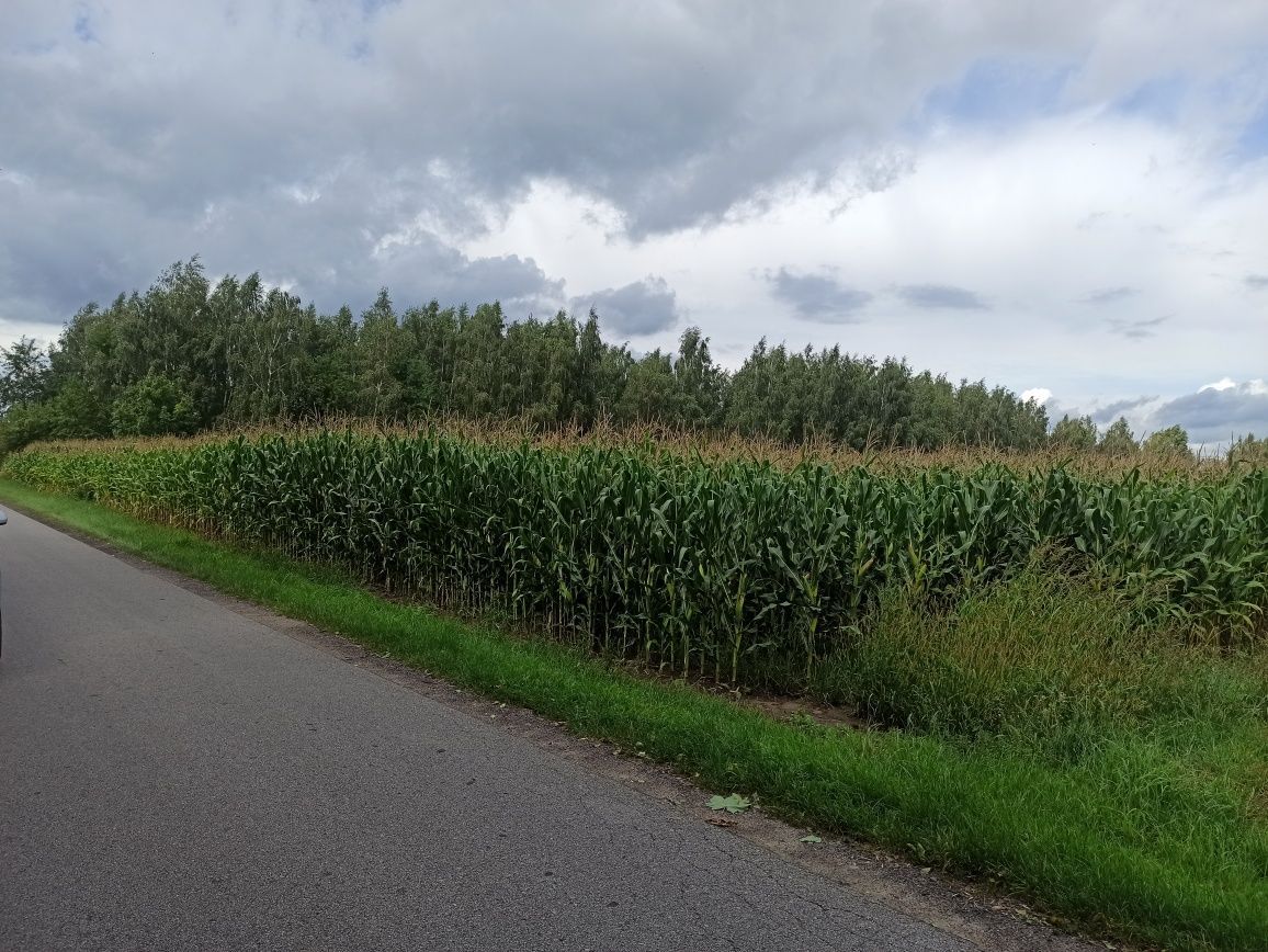 Działka rolna Dziektarzew. Zdjęcie 2