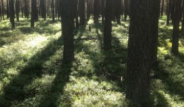 Działka leśna Nadrzecze