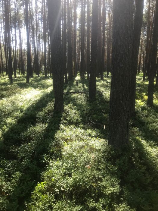 Działka leśna Nadrzecze. Zdjęcie 2