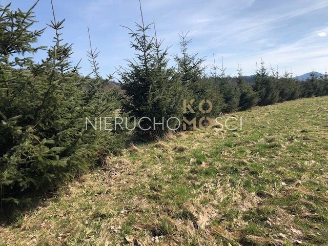 Działka budowlana Miszkowice, ul. Dębowa. Zdjęcie 10