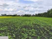 Działka budowlana Bogunów, ul. Ogrodowa. Zdjęcie 1