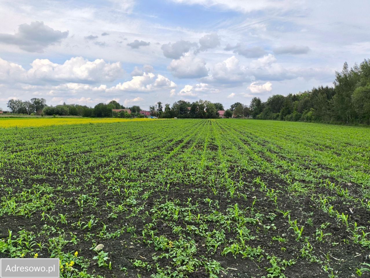 Działka budowlana Bogunów, ul. Ogrodowa. Zdjęcie 2