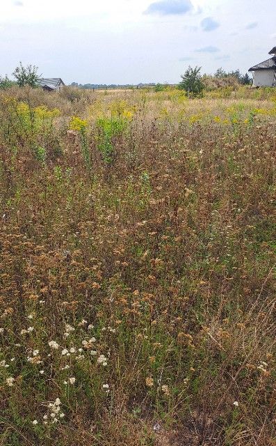Działka budowlana Rybienko Nowe. Zdjęcie 2