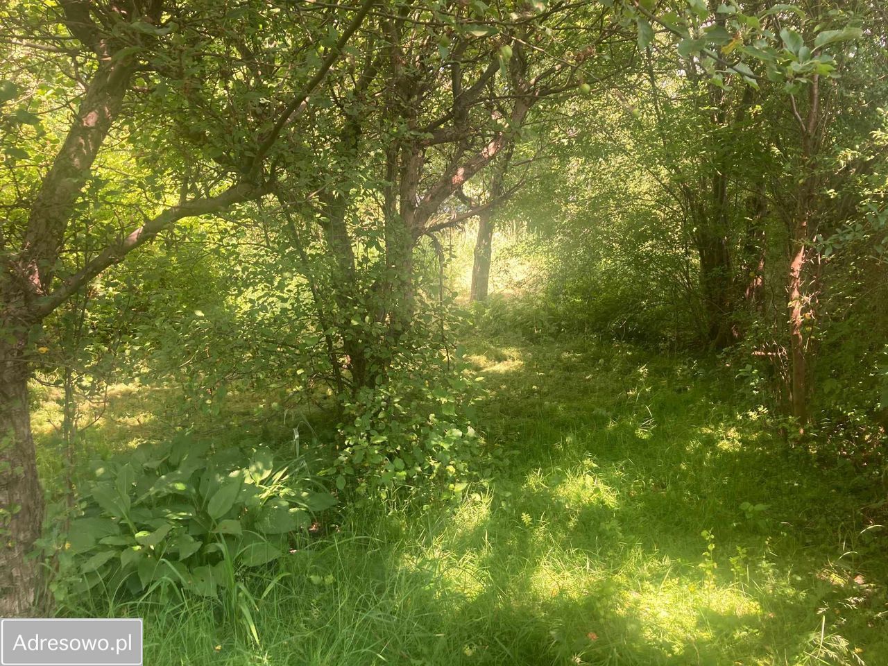 Działka rod Wołomin, ul. Zielona. Zdjęcie 3