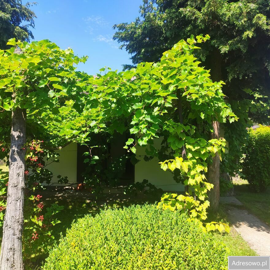 Działka rod Konin. Zdjęcie 3