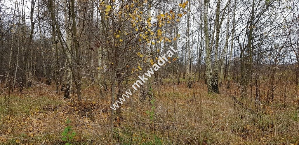 Działka budowlana Terenia. Zdjęcie 6