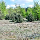 Działka budowlana Szymanówek Biała, ul. Aleja Grzybowa. Zdjęcie 2