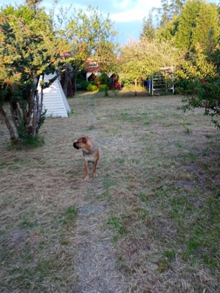 Działka rod Tarnobrzeg Mokrzyszów, ul. Zamkowa. Zdjęcie 8