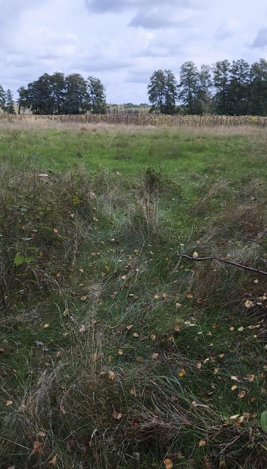 Działka leśna Koźla. Zdjęcie 9