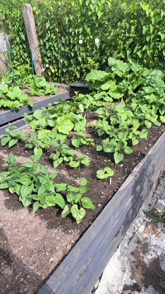 Działka rod Tczew, ul. Romualda Traugutta. Zdjęcie 3