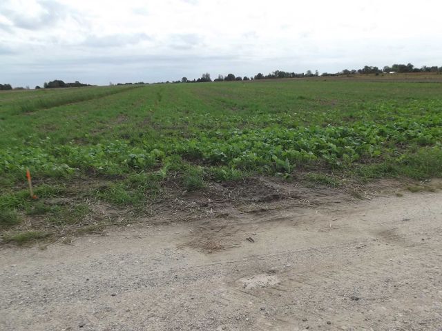 Działka rolna Ścieki. Zdjęcie 1