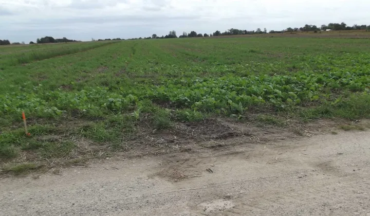 Działka rolna Ścieki