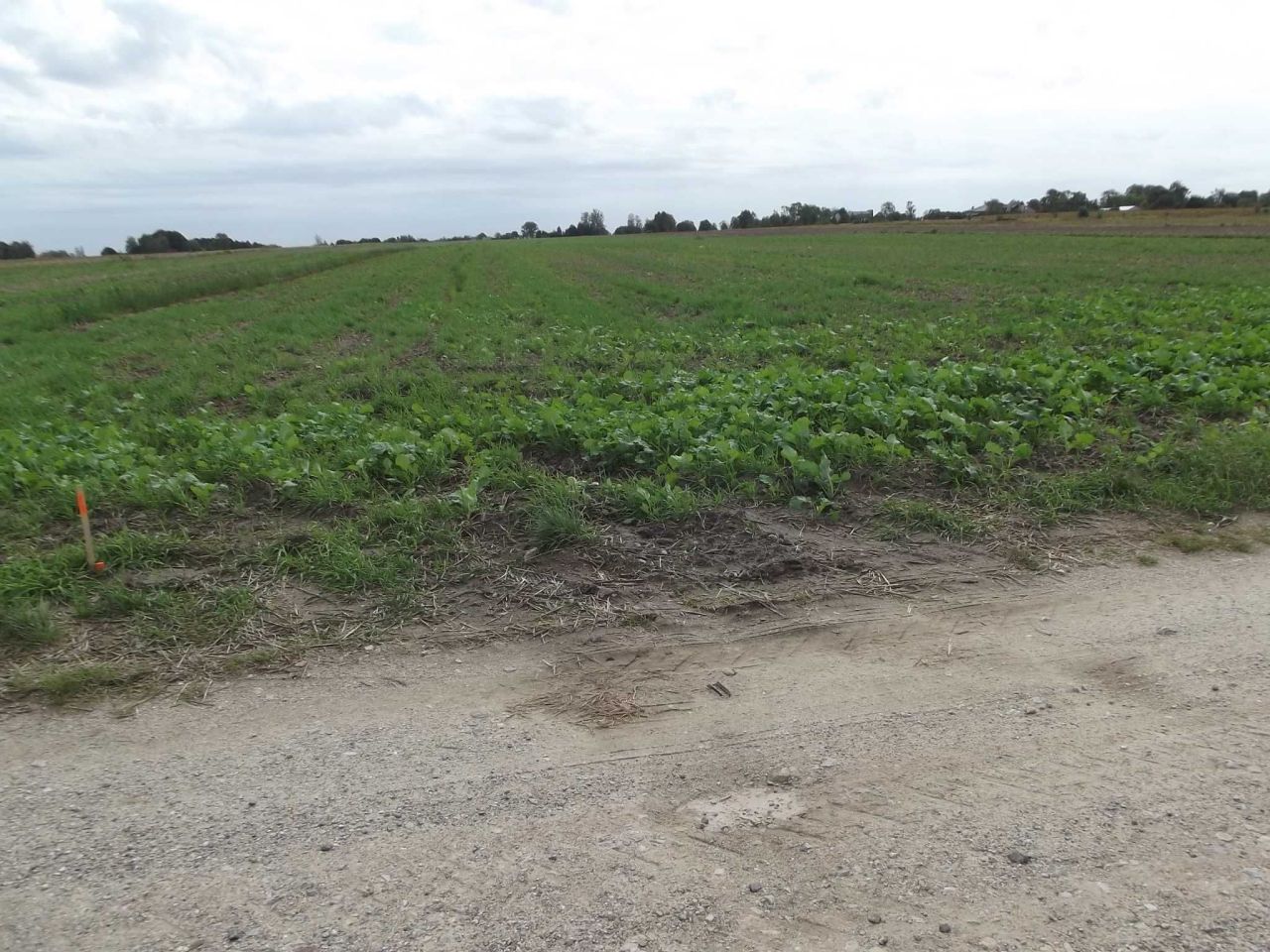 Działka rolna Ścieki