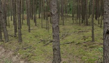 Działka leśna Stawinoga, ul. Zatorska