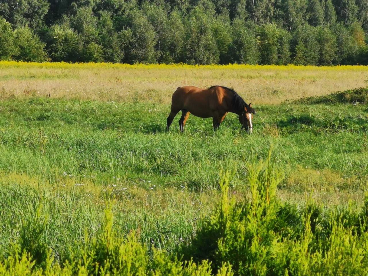 dom wolnostojący Ogrodzisko. Zdjęcie 2