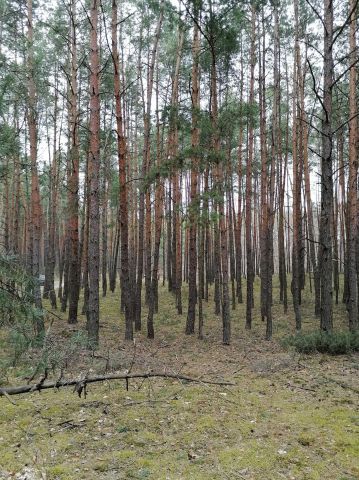 Działka rekreacyjna Osieck. Zdjęcie 1