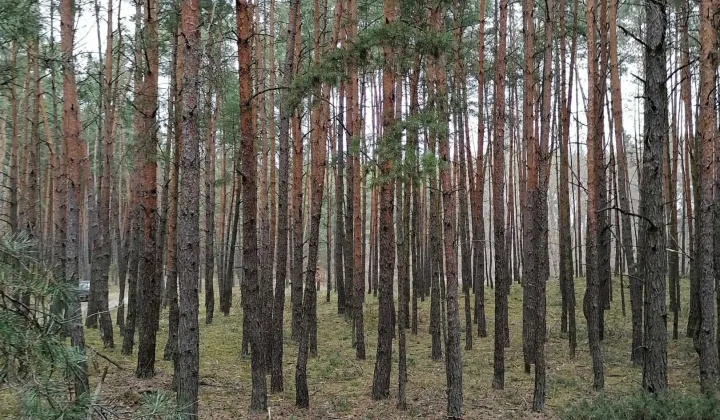 Działka rekreacyjna Osieck