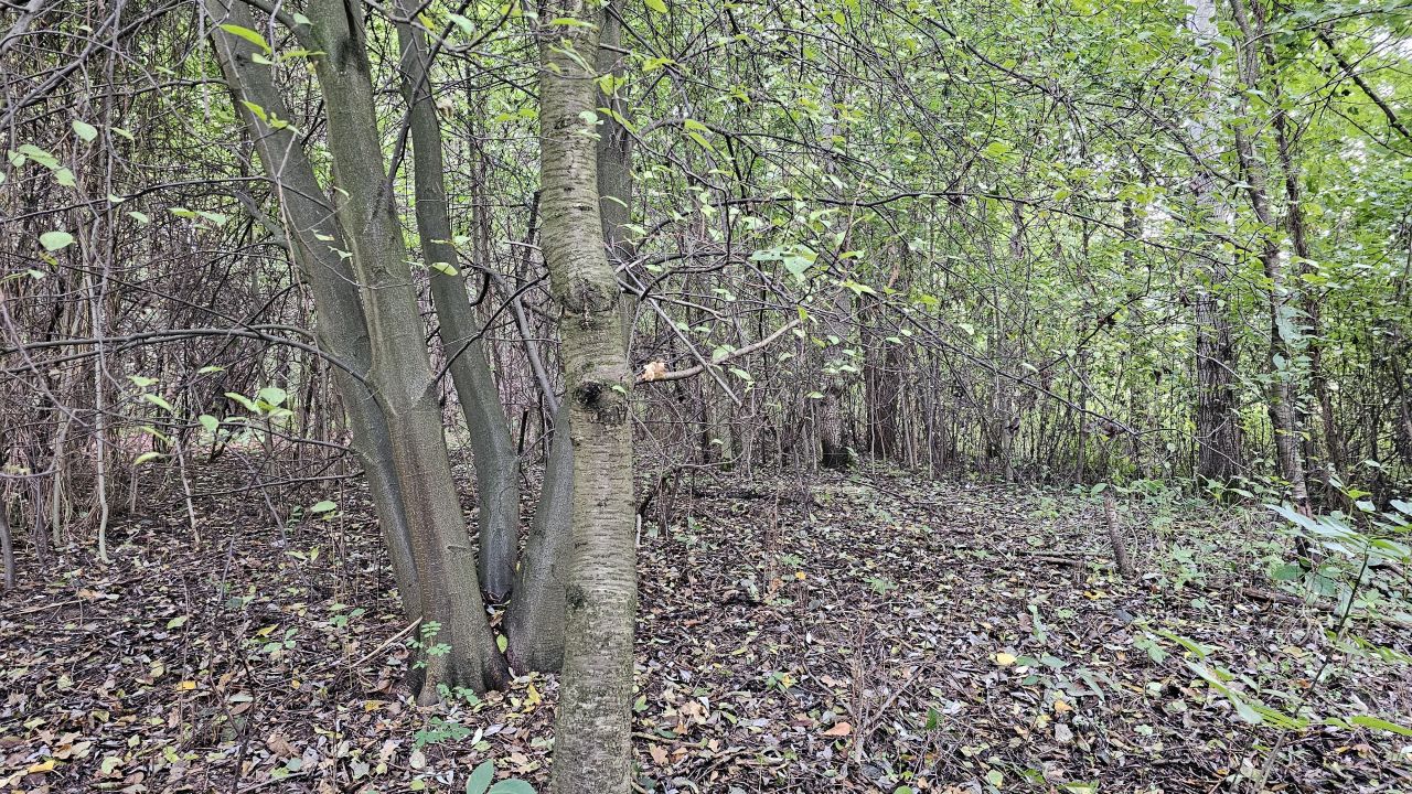 Działka inwestycyjna Palikówka. Zdjęcie 6