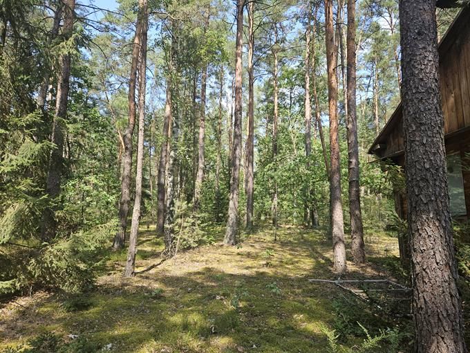 Działka leśna Osiedle Wilga, ul. Lipowa. Zdjęcie 8